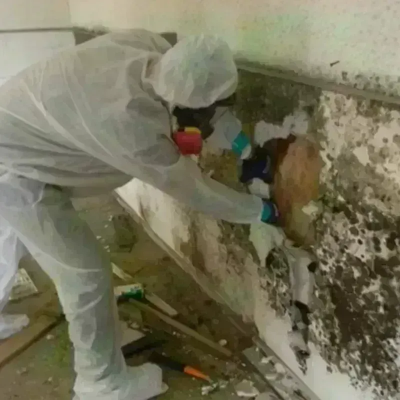 Mold Remediation and Removal in Kahoka, MO